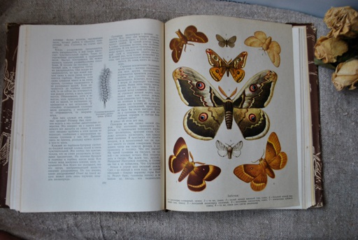 1960s -Fabres Book Of Insects, Illustrated Nature Book, | Online ...