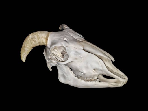 Real ram skull with jawbone and white horns | Online Supermarket
